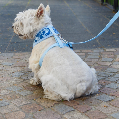 Arnés Pretal Perro Talle Xxl Acolchado Con Correa Lola Pets
