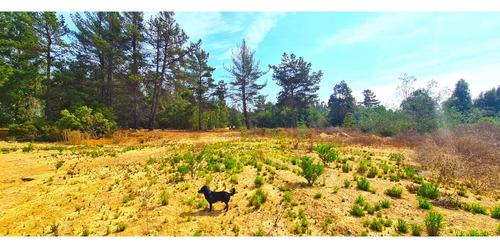 Espectacular Terreno De 10.000m² Hacienda Reñaca