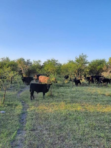 Imagen 6 de 29 de Oportunidad Campo Ganadero En Federal Entre Ríos