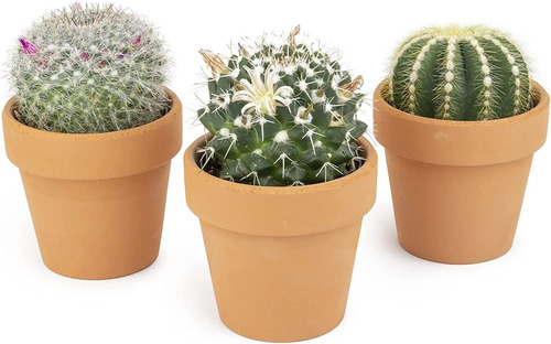 Plants For Pets - Plantas De Cactus Viven En Macetas De Arci