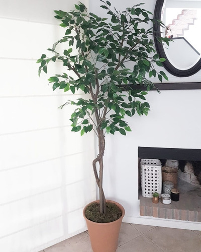 Arbol Ficus Semi Artificial 