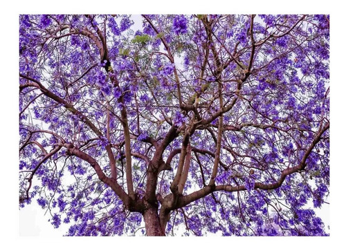 20 Semillas De  Arbol Jacaranda Mimosifolia - Jacaranda