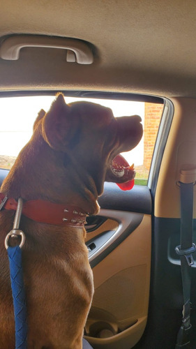 Venta De Perritos Pitbul Allí Están Las Fotos De Los Papas