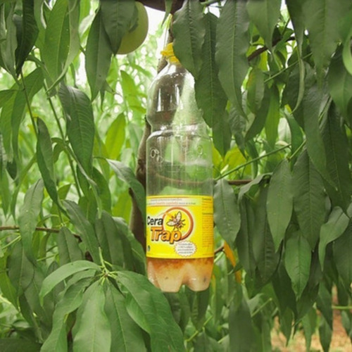 Imagen 2 de 6 de Cera Trap 2 L Cebo Para Mosca De La Fruta Control Orgánico