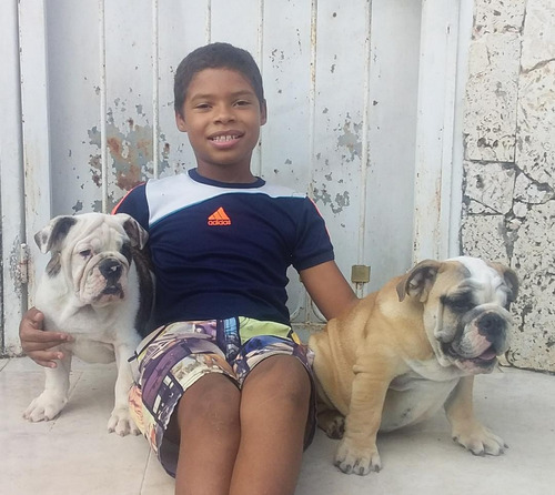 Imagen 5 de 5 de Cachorros Bulldog Ingles Con Pedigree