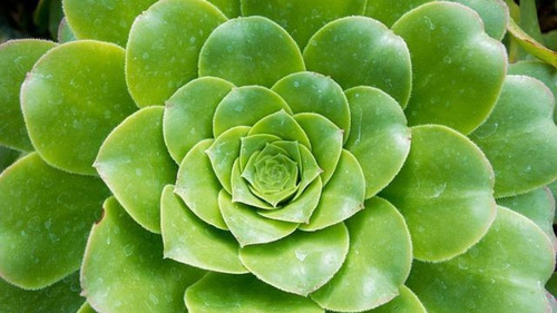 Bálsamo De Horta 100 Gr, Ervas Secas Para Chá