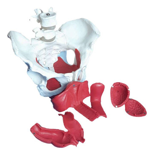 Anatomia Em Tamanho Natural Da Pelve Feminina Com Órgãos
