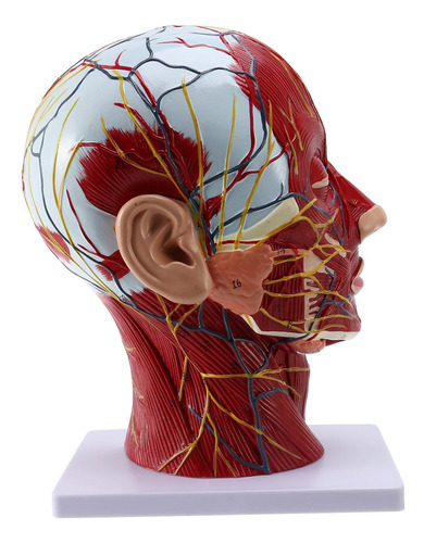 Cerebro Anatómico Humano Para La Enseñanza De La Neurocienci
