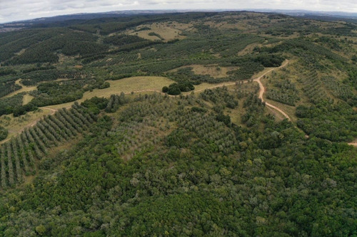 Imagen 18 de 30 de Campo Ovicola En Garzon - 212 Hectareas