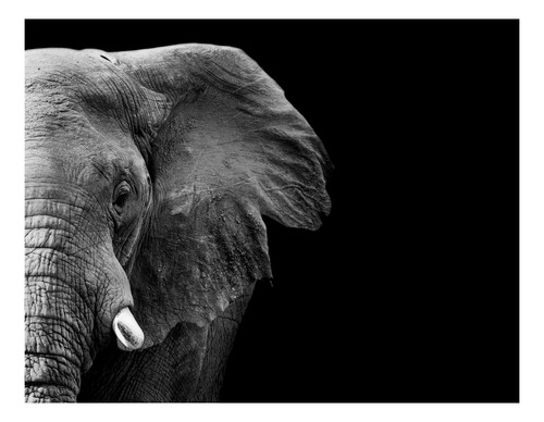 Cuadros Elefantes Animales 150x100 Otros Diseños Tela Canvas