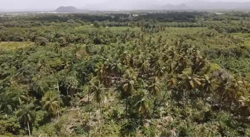 En Venta Finca De Platanos Frente A Playa Bani