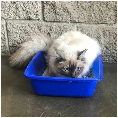 Imagen 2 de 10 de Piedras Sanitaria Gatos Aglomerante Clay Cat 10kg Reciclable