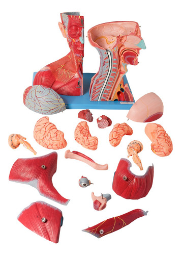 Cabeça Muscular Vasos, Nervos Cérebro Em 19 Partes Anatomic