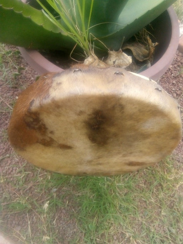 Tambor Ceremonial Chamánico Ritual Temazcal 30 Cm