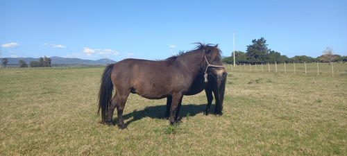 2 Petisas Shetland Pony Puras Madre E Hija