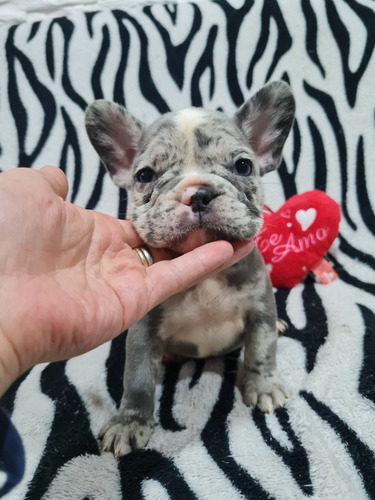 Bulldog Frances Blue Merle Black Merle 