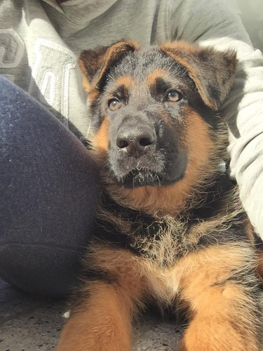 Ovej. Aleman Cachorros Con Pedigree Poa