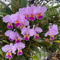 Comprar Arreglos De Orquídeas Catleyas Y Otras Especies En Troncos.