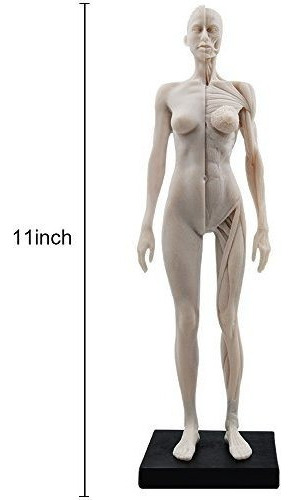 11 Pulgadas Hembra Humano Modelo De Anatomia De Arte Anatom