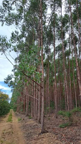 Fazenda De 30 Hectares Com 12 Plantados De Eucalipto