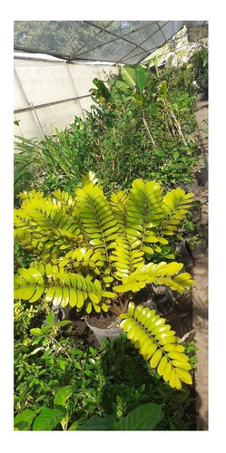 Zamia Furfurasea, Arrurruz De Florida E65