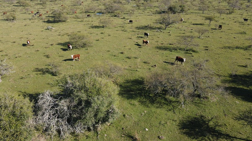 Imagen 7 de 10 de Venta Campo Ganadero 468 Has Norte De Entre Ríos