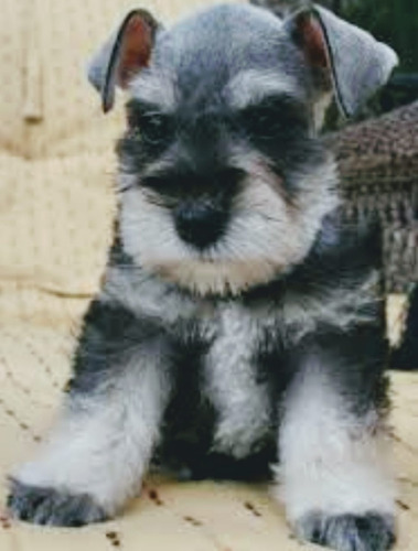 Schnauzer Miniatura Tenemos Machos/hembras