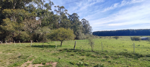 Venta Campo - Colonia Nueva - San Jose- E.r.