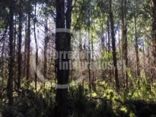 Imagen 4 de 14 de Sitio Forestal En Venta En Curacautín