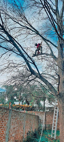 Imagen 7 de 12 de Poda De Arboles Tala Extracción Palmeras Whatsp 1528694955