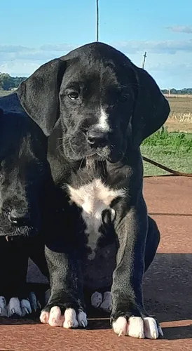 Cachorros Gran Danes Linea Europea Únicos!! Con Pedigree Kcu Negro