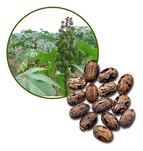 comprar Semilla De Higuerilla ( Ricino) 100 Piezas