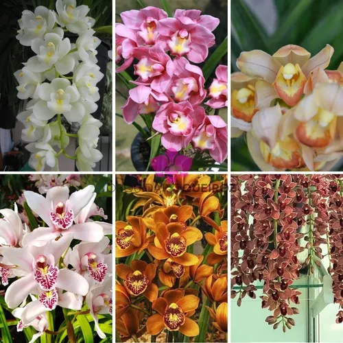 Orquidea Cymbidium Adulto Com Flor/botao Importada