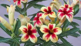 12 Sementes Rosa Do Deserto Cores Especiais Raras