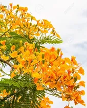 Comprar Framboyan ( Tabachin ) Amarillo Dorado