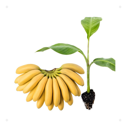 3 Mudas De Bananas Princesa Brs Embrapa Resistentes
