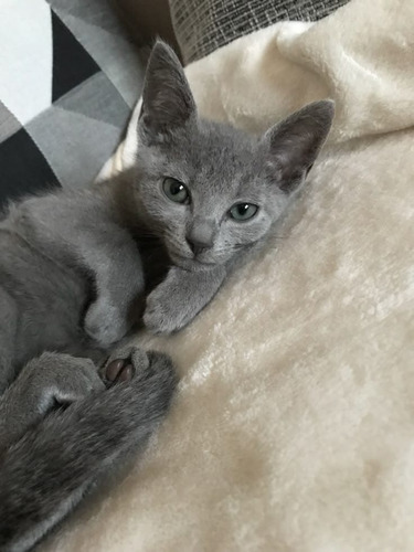 Hermosos Gatitos Azul Ruso+ Kit Sanitario De Regal