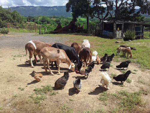 Imagen 27 de 30 de Se Vende Finca Agropecuaria De 300 Hectareas En Guarico Altagracia De Orituco Att-120