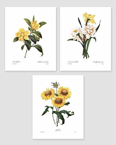 Arte Botánico, 8x10 (amarillo De La Flor Impresiones Redoute