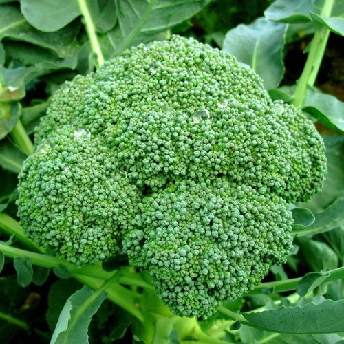 Semilla Seleccionada De Brócoli Green Sprouting