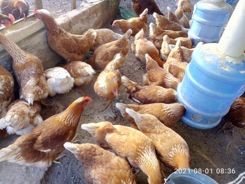 Imagem 2 de 4 de Lote De 70 Frangas Poedeiras