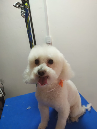 Imagen 8 de 8 de Peluquera Canina A Domicilio También Espacio Propio.caba