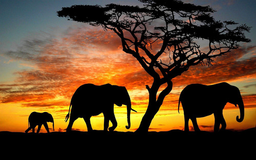 Cuadro Canvas Elefante Elephant Wild Naturaleza Animal M5