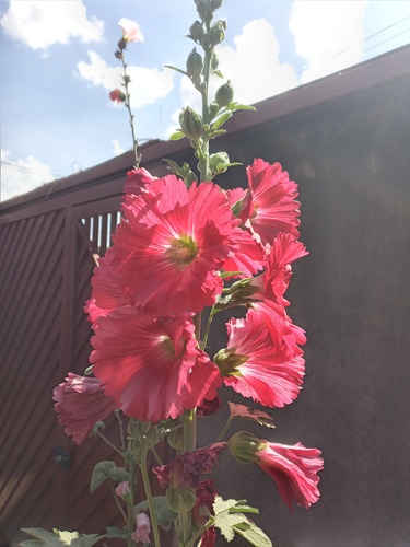 50 Sementes De Malva Real Vermelha