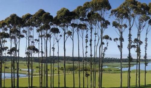 Lote | Manantiales - Punta Del Este