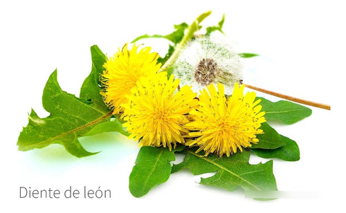 Diente De Leon Para Calculos Renales Planta