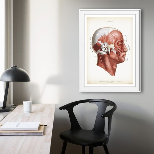 Anatomía Humana 78 Póster Lámina Antiguo Decoración Medicina