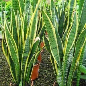 Imagen 2 de 2 de Sanseviera , Espada De Jorge , Lengua De Suegra . ( Planta )