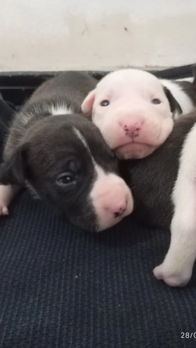 Pitbull Com Bull Terrier Inglês Pai E Mãe Puro