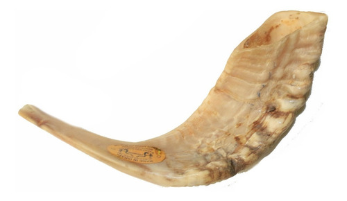 Imagem 6 de 8 de Shofar Chifre De Carneiro De Tocar - 34 A 37 Cm - De Israel
